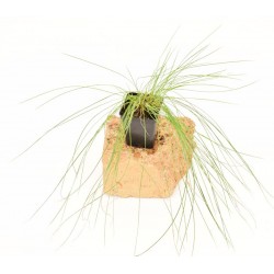 Pianta Carex Vaso 7cm