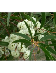 Semi di Eucalyptus Bicostata