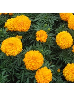 Tall Double Marigold Seeds