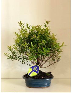 Bonsai Syzygium