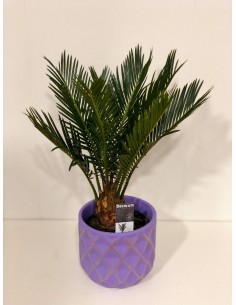 Cycas plant, Ceramic vase...