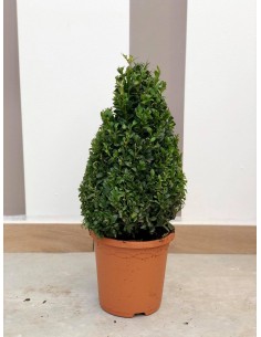 Buxus Pyramid Plant Vase 19cm