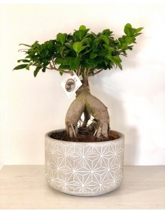 Bonsai Ficus Ginseng, Vaso...