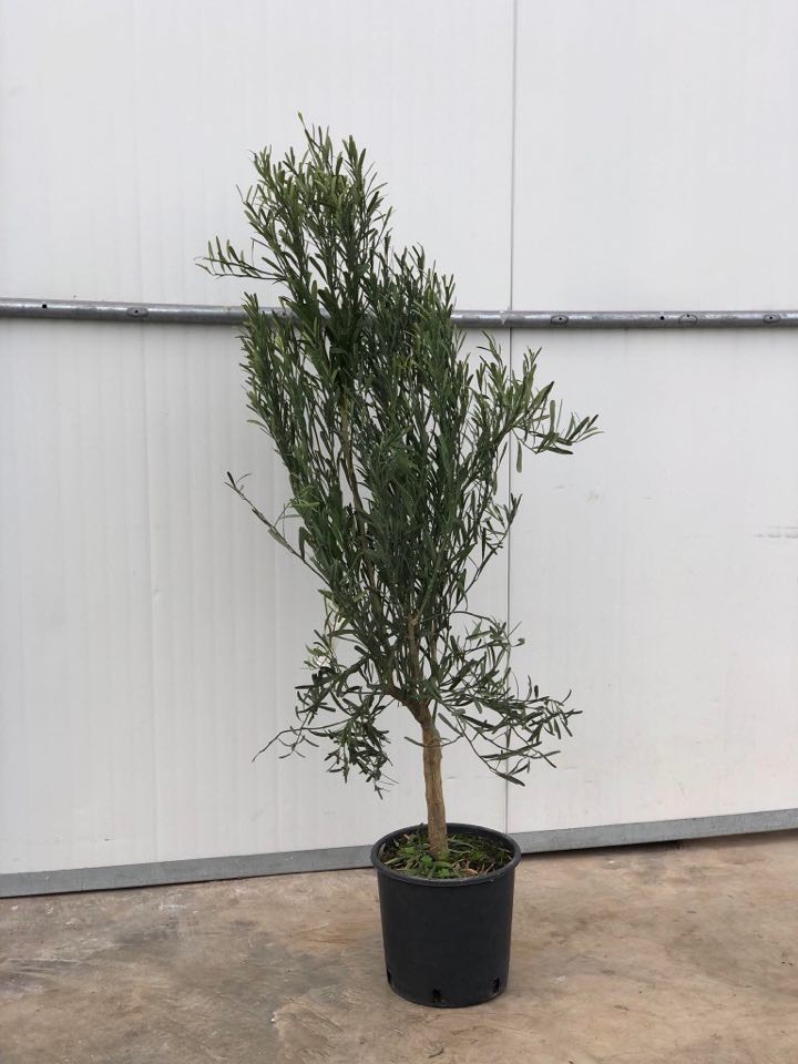 Vendita Albero di Limone Caviale - Alberi di Agrumi