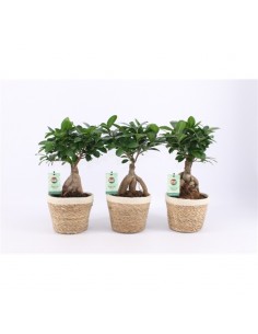 Bonsai Ficus Ginseng with...