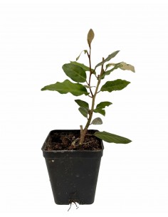 Elagnus Ebbingei plant