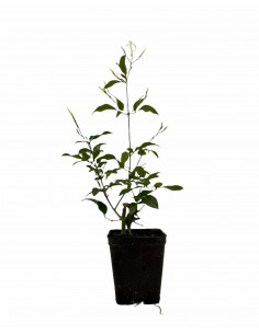 Polyanthum jasmine Plant