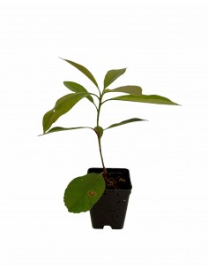 Photinia plant