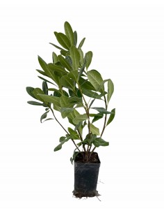 Pitosforo Tobira plant