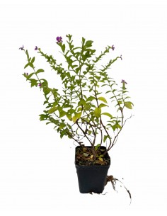 Cuphea Melvillea Plant