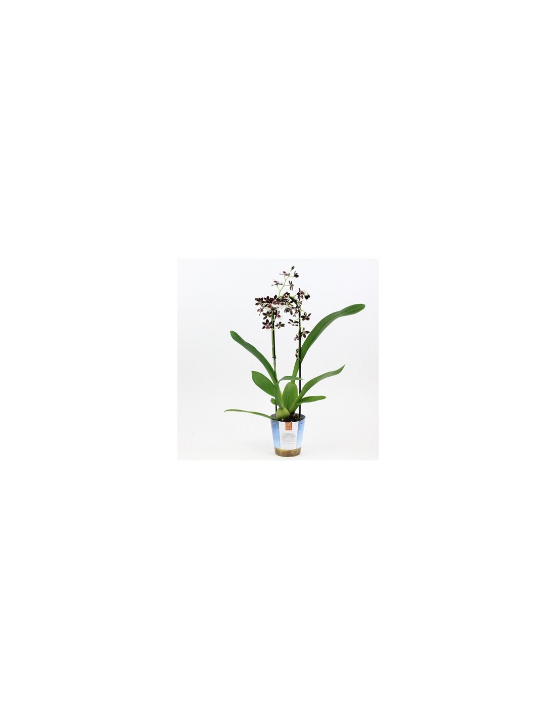 10 Vasi per Orchidee Diametro 12cm - Consegna in 48H