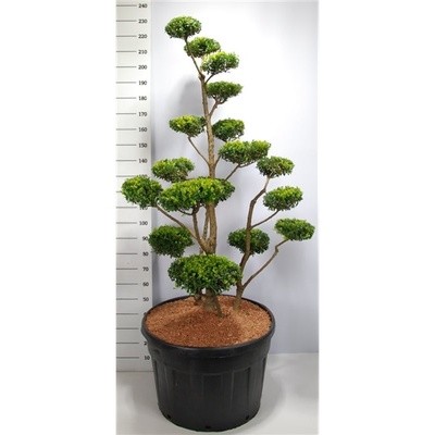 copy of Bonsai Ficus Ginseng