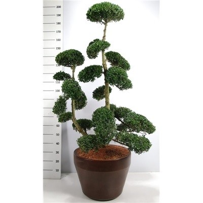 On-line Sale of Bonsai Ficus Ginseng - Bonsai OnLine|Mondo Piante