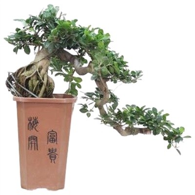 Vendita Bonsai Ficus Ginseng-Bonsai OnLine