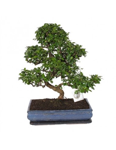 copy of Bonsai Ficus Ginseng