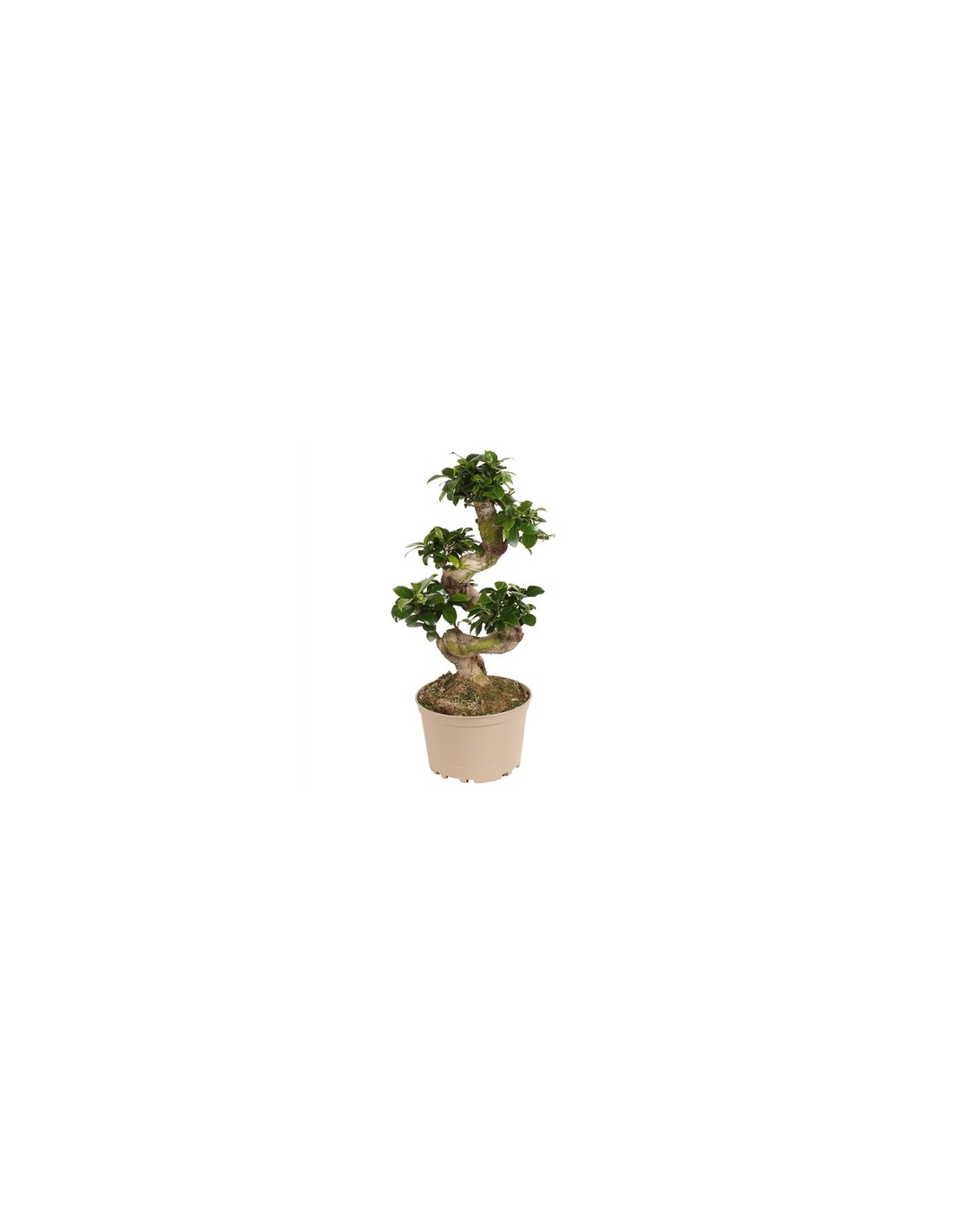 On-line Sale of Bonsai Ficus Ginseng - Bonsai OnLine|Mondo Piante