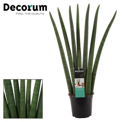 Sansevieria Cylindrica artificiale KICHIRO in vaso decorativo, verde, 70cm