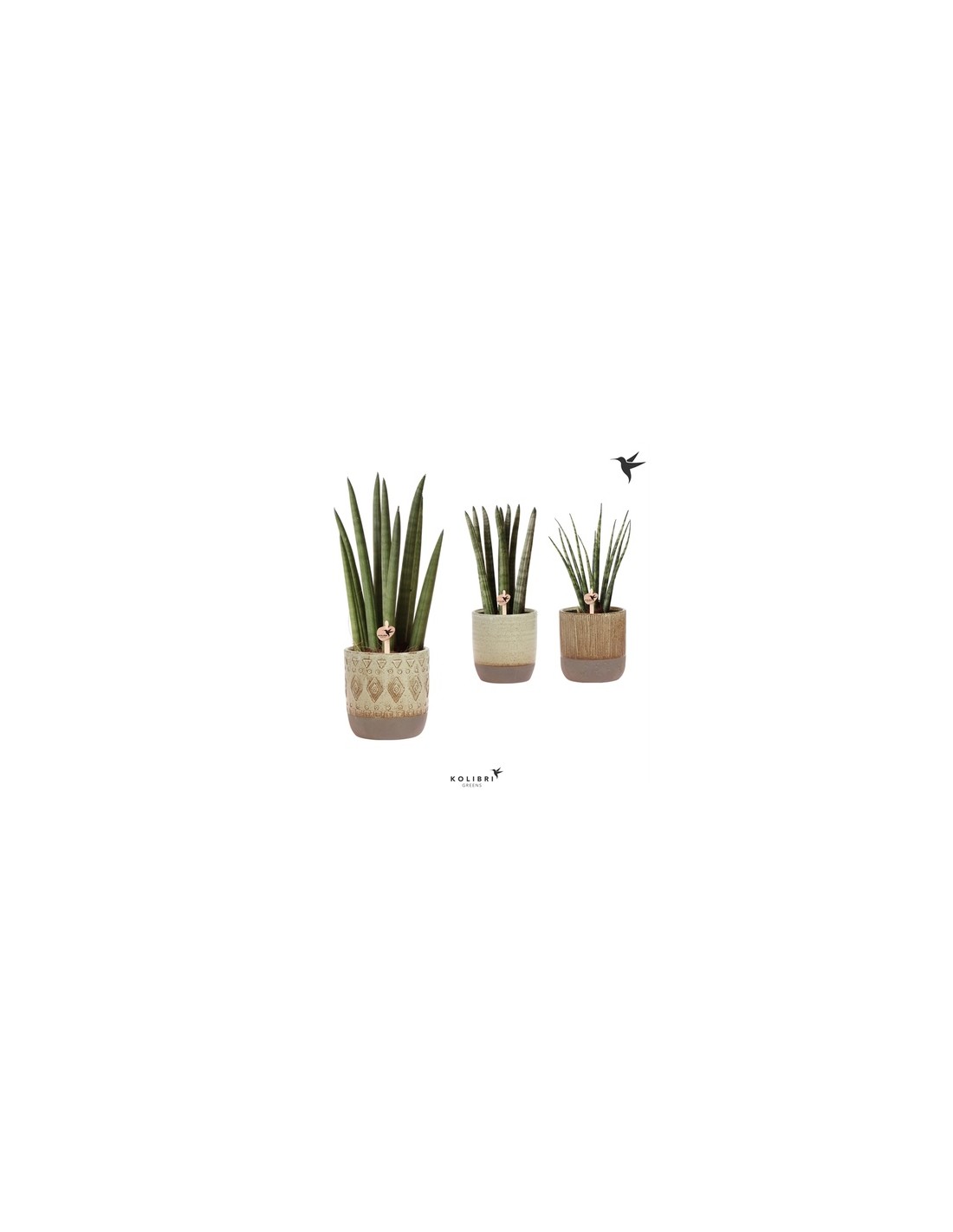 Il numero 1 del risparmio-SANSEVERIA ARTIFICIALE PIANTA DA ESTERNO E INTERNO  CON VASO DECORATIVO REALISTICA VERDE E GIALLO ?15CM X 80CM