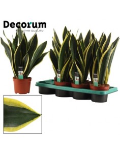 Sansevieria Cylindrica artificiale KICHIRO in vaso decorativo