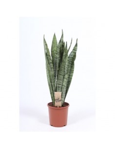 Pianta Sansevieria...