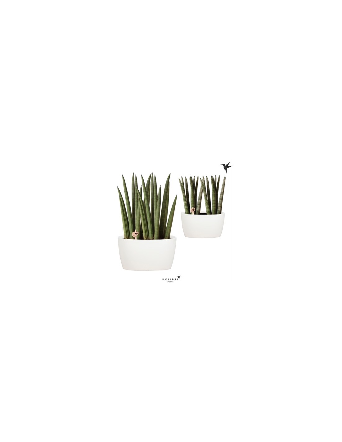 Sansevieria Cylindrica artificiale KICHIRO in vaso decorativo