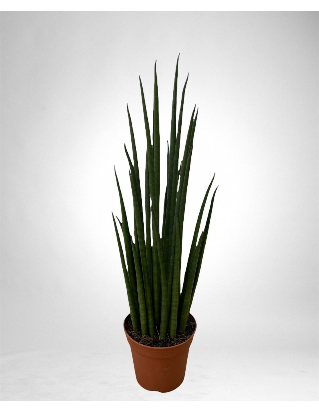 Elemento Interno Dell'ufficio: Vaso Bianco Della Sansevieria Verde Della  Pianta Da Appartamento Sulla Tabella Grigia Vicino Ad Un Immagine Stock -  Immagine di decorazione, botanico: 120735303