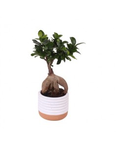 Bonsai Ficus Ginseng Vaso...