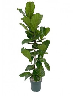 Pianta Ficus Lyrata Vaso 21cm