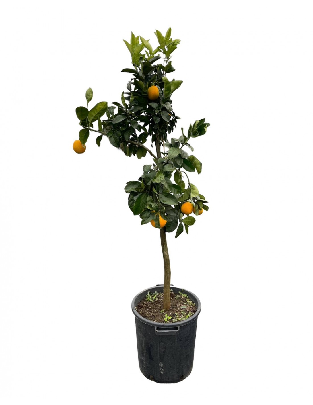 Sale Tarocco Orange Tree- of Citrus OnLine