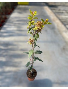 copy of Viburnum Tinus plant
