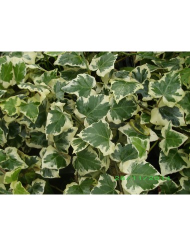 Buy English Ivy For Sale Online