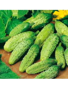 copy of Cucumber Seeds