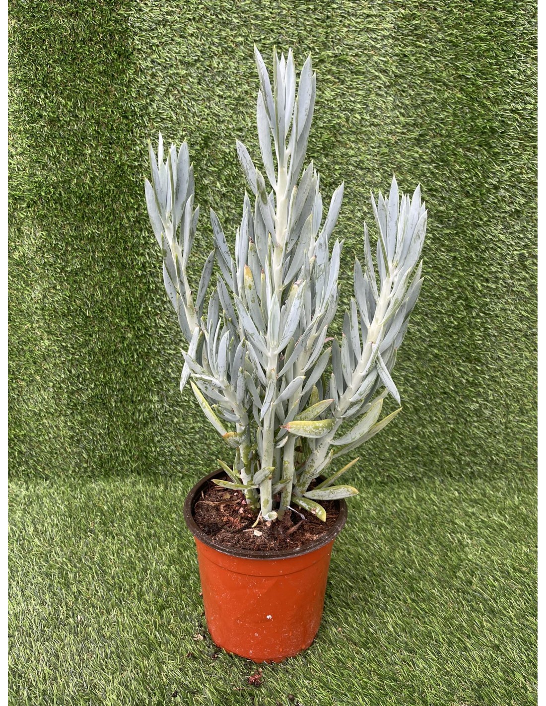 Vendita Pianta Grassa Senecio ficoides-Piante OnLine