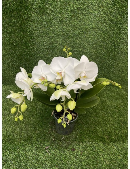 Pianta Phalaenopsis bianco 2 rami Vaso 12cm