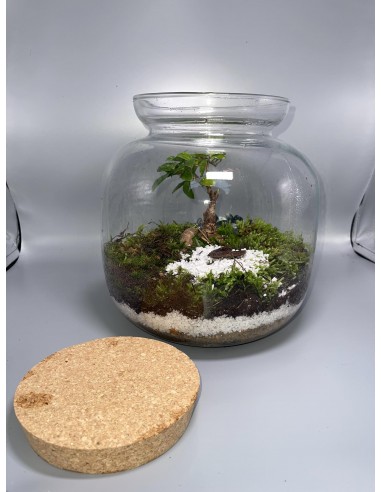 TERRARIUM EDEN CON BONSAI E PIANTE TROPICALI. CONTATTACI PER MISURE E PREZZI