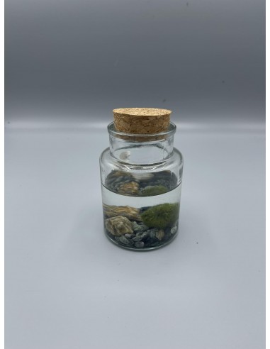 Marimo Original - Vasetto con tappo in sughero e sabbia Ø12cm - H 13 cm -  coppia di Alga palla Cladophora Aegagropila