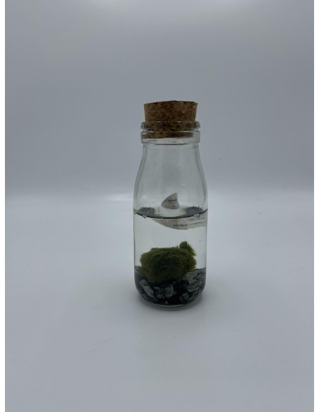 Marimo Alga palla Giapponese  vendita marimo online spedizione Napoli