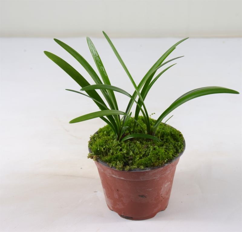 Clivia Plant for Bush | Plants Sale Mondo Piante Online 