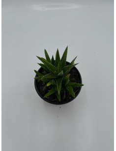 Aloe Brevifolia Succulent...