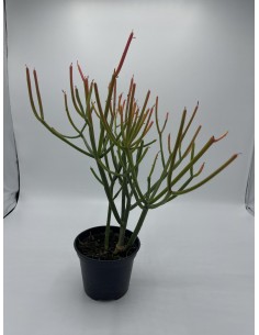 Pianta Grassa Euphorbia...