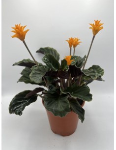 Pianta Calathea Crocata...