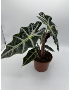 Baby Alocasia plant