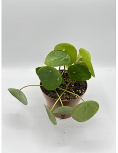 copy of Dipladenia Plant