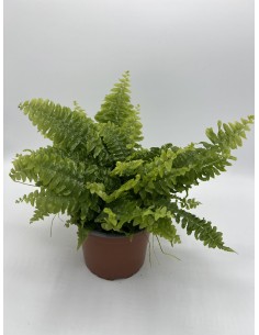 copy of Dryopteris...