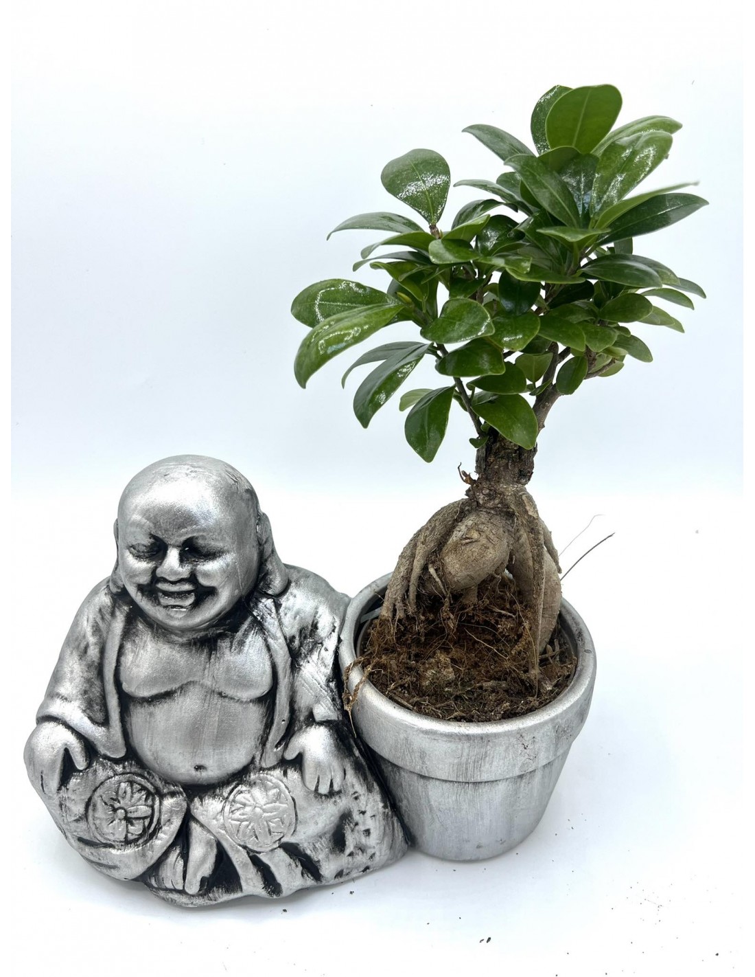 Vendita Bonsai Ficus Ginseng Buddha Pot-Bonsai