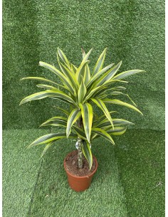 Pianta Dracaena...