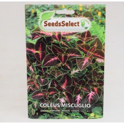 Rainbow Coleus Seeds