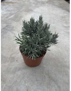 copy of Lavender Plant