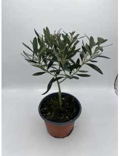 copy of Leccino olive tree