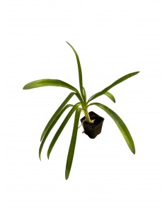 Agapanthus Africano Plant